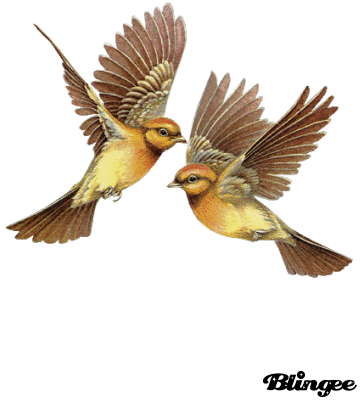 blingeeのシェア: 双飞鸟