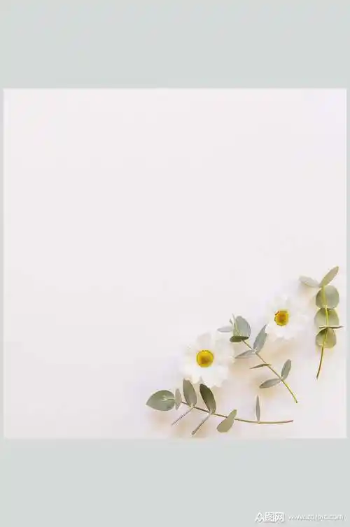 极简淡雅花语花朵高清图片模板下载-编号3107848-众图网