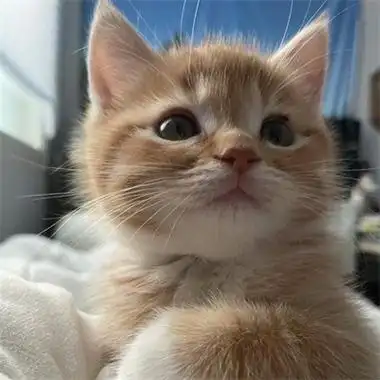 又萌又很可爱哦,优质的萌宠头像喜欢猫咪的小伙伴换上吧