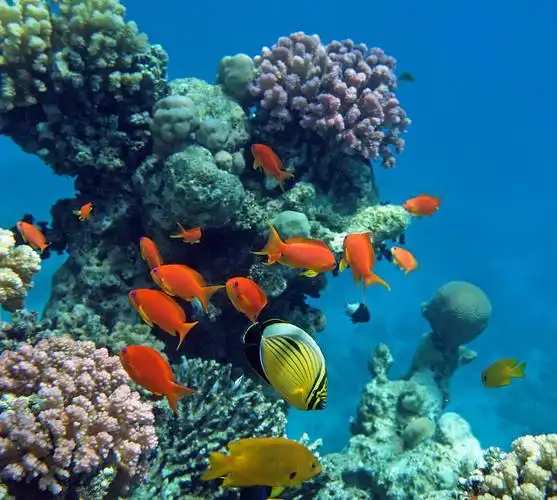 热带,生活,热带鱼,红海,珊瑚礁_高清图片_全景视觉