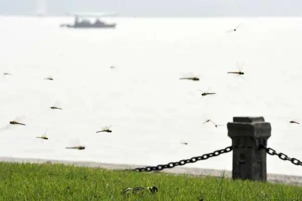 蜻蜓低飞的原因及预兆蜻蜓多是怎么回事