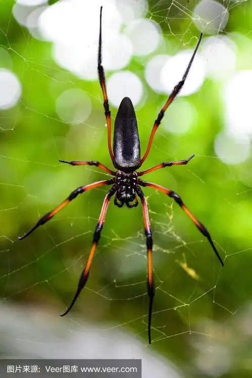红腿金球织布蜘蛛