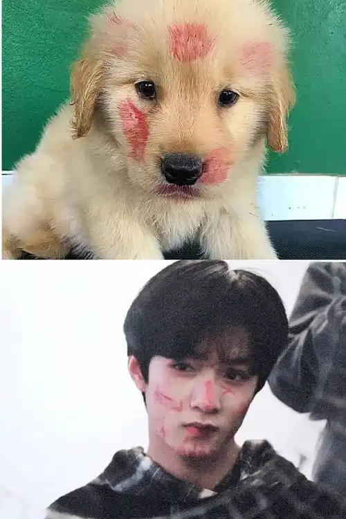 刘耀文 小狗之歌