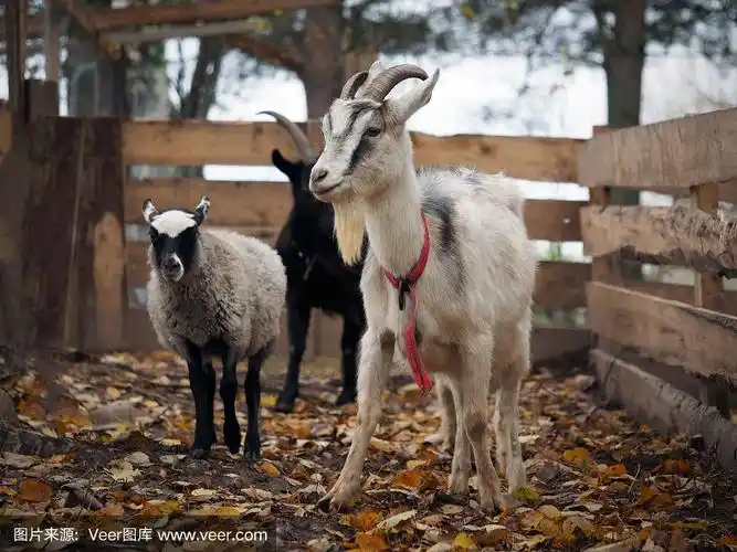 在围场吃草的山羊和绵羊