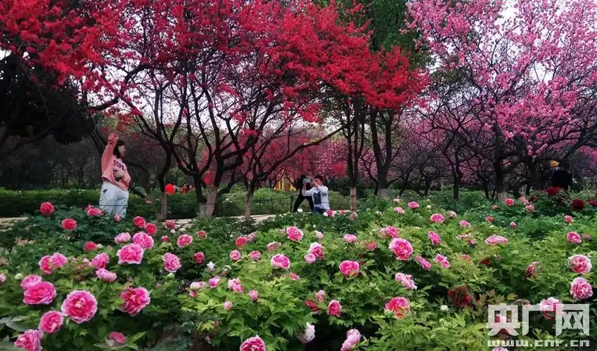 河南洛阳:100余万株牡丹竞相盛开 "太空牡丹"引人关注