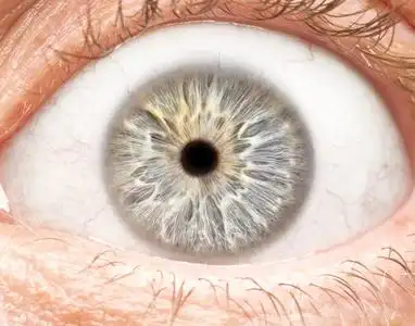 人眼虹膜瞳孔眼睫毛眼睑的微距照片照片