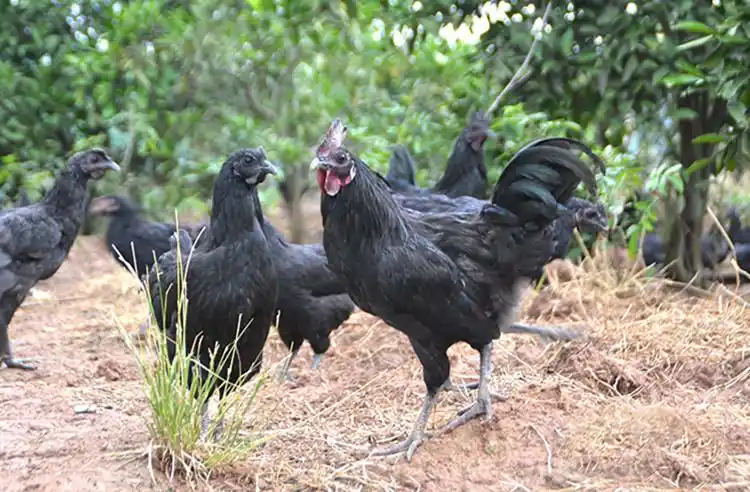小土鸡苗灵山土鸡苗五黑土鸡苗乌骨土鸡苗批发