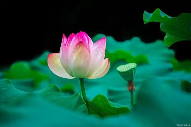 行住坐卧常忆念,春夏秋冬净如莲