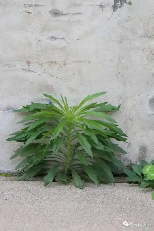 小蓬草 erigeron canadensis