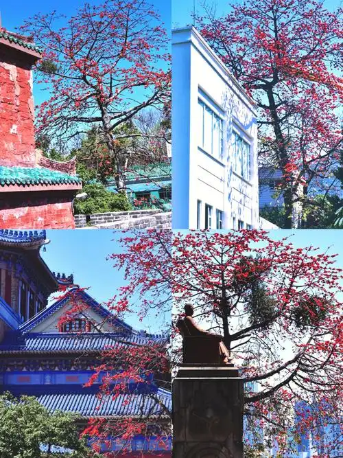 广州周边游03越秀公园的木棉花机位分享