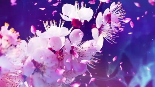 杏花天配乐成品_1920x1080_高清视频素材下载(编号:2940063)_舞台背景