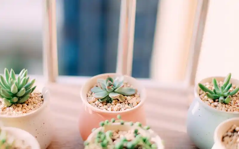 小清新简约静物唯美意境图片桌面壁纸高清大图预览1920x1200_风格壁纸