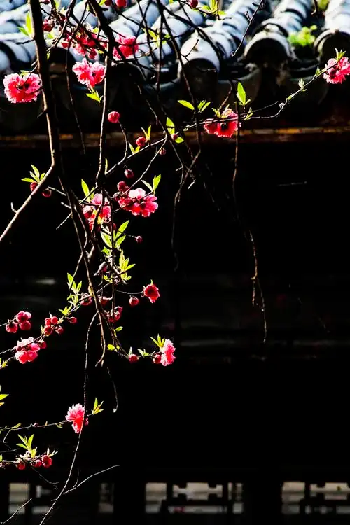 江南水乡美丽的桃花盛开花卉图片分享