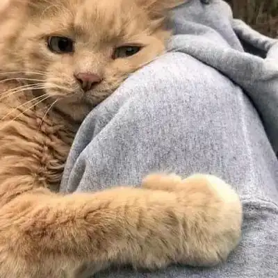 精选小猫咪可爱的宠物超级萌的头像 抖音可爱小猫咪头像高清大全_动物