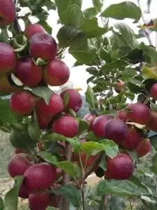 贵人果海棠果树果苗北方耐寒地栽盆栽盆景南方庭院度假村别墅树苗