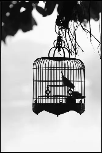 笼中鸟 - 与你有约 - 与你有约