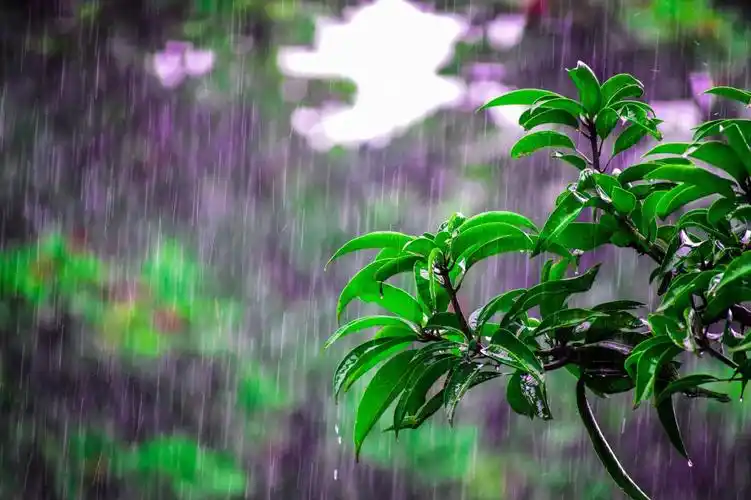 唯美的雨中风景