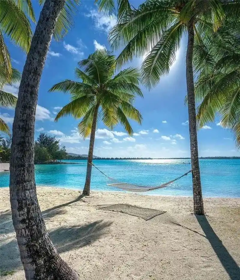 椰子树,沙滩,大海,岛上的美丽景色令人着迷.