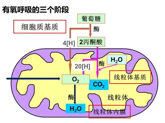有氧呼吸微课2ppt