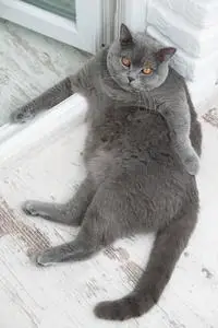 刚出生几天的小动物,一只可爱的毛茸茸的波斯猫年轻漂亮的小白和灰色