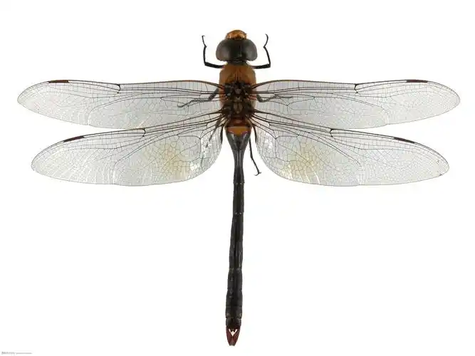 蜻蜓图片昆虫蜻蜓