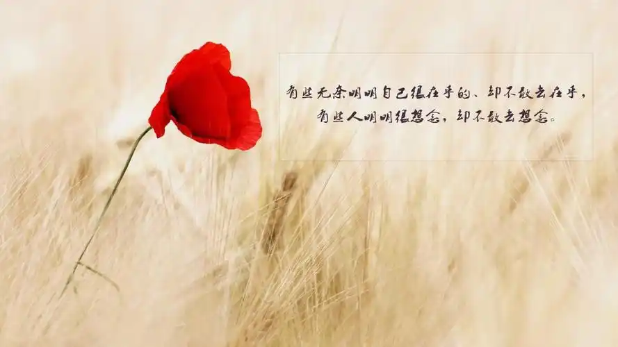 现实的说说图片 9/9张图片 伤感图片 花海 美景图片 说说图片 无奈 带