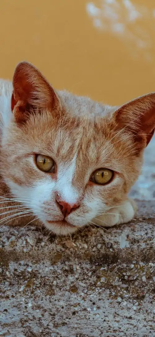 可爱萌宠小猫咪高清手机壁纸