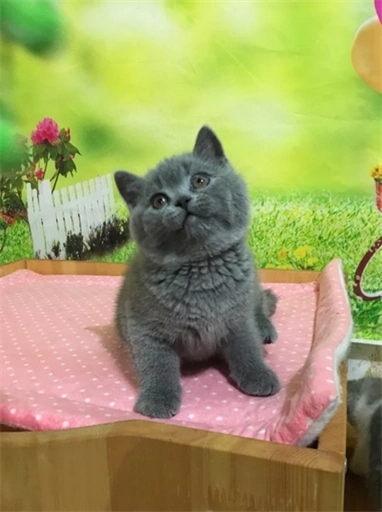 英短,美短,加菲,金吉拉,折耳猫,矮脚猫,无毛猫等高品质纯种名猫,品种