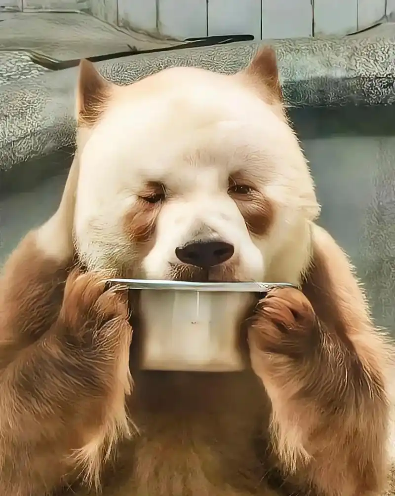 是醉奶了么? 难道在许愿 七仔:我愿用阿宝的耳朵,天天换盆盆奶