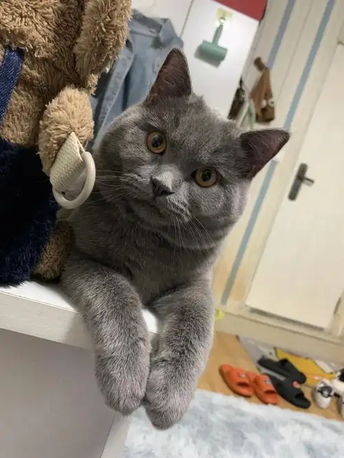 英短蓝猫