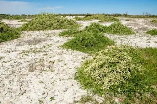 草原盐渍土. 盐中的盐水. 草原草原蔬菜. 沙漠盐湖的盐渍土.