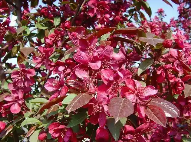 红宝石海棠(红宝石海棠的特点以及红宝石海棠的养殖方法)