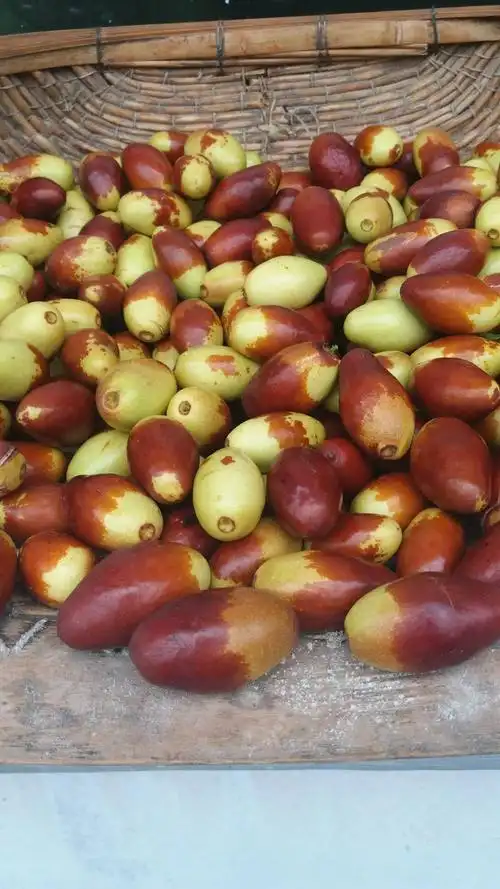 怀柔爬山,空气鲜,水库美,冬枣儿甜