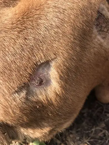 狗狗生病,皮肤病