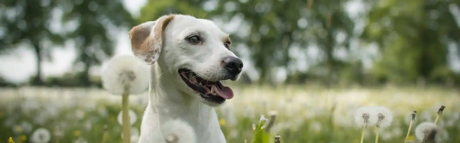 白色的狗,蒲公英 壁纸