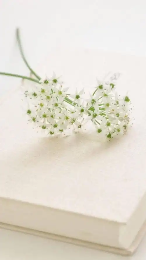 清新淡雅植物花卉图片