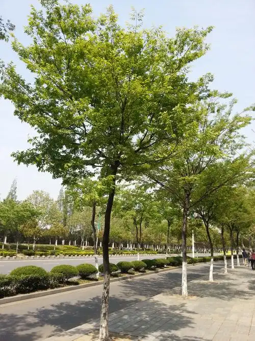 请问园林专家,这种行道树叫什么名字,谢谢!
