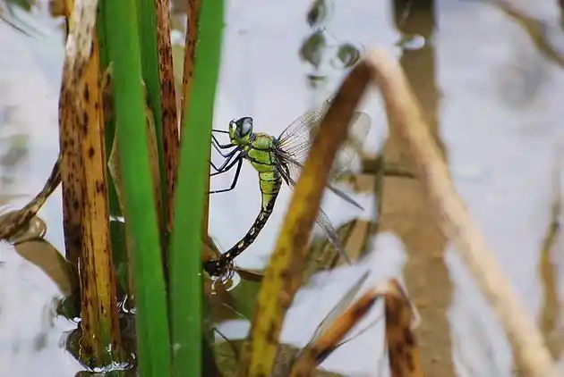 蜻蜓点水,很多人都不知道为什么蜻蜓要点水?