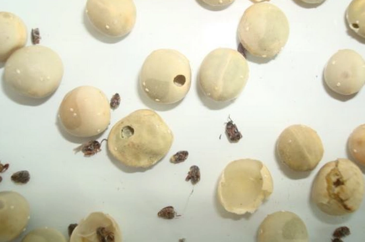 厨房有好多这种虫子,这是什么虫子,因什么引起