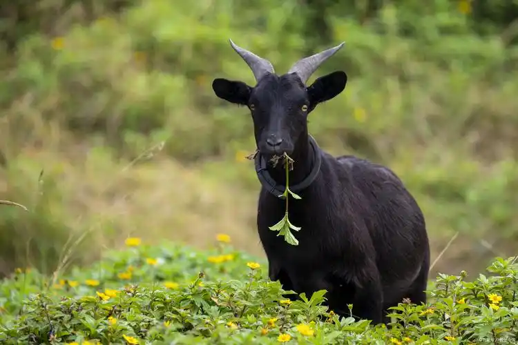 努比亚黑山羊的主要特征有哪些?从5方面了解,方知效益高
