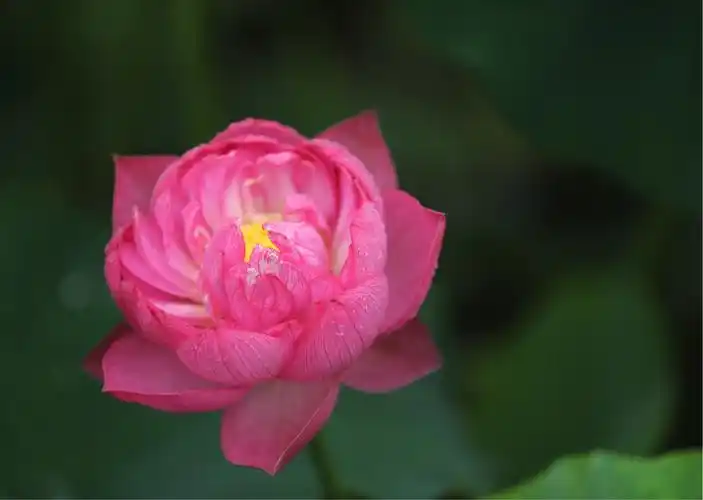 妙乐长老的莲花诗～微妙香洁莲九品,花开见佛悟无生