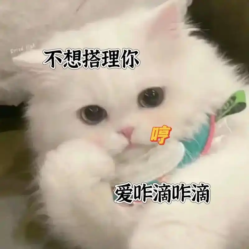 说的就是你#什么也不想说 #猫咪表情包 - 抖音