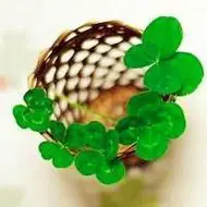 幸运草头像图片大全_微信头像图片大全