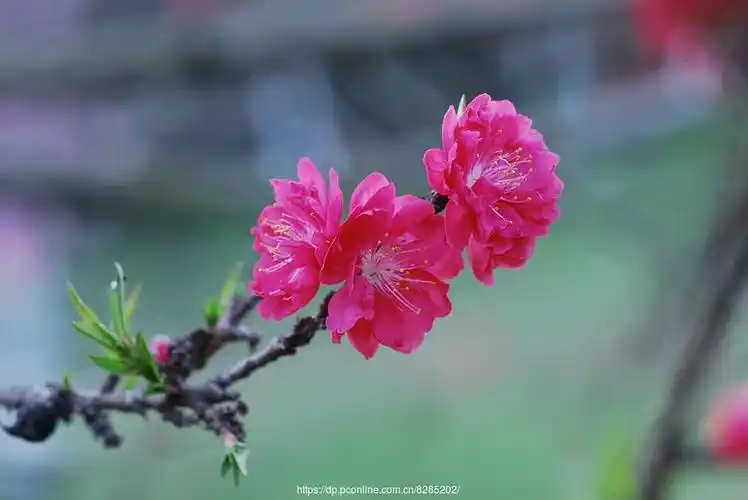 尼康 d60(配18-55mm vr防抖镜头套机)【桃花】 第 2 幅查看大图曝光