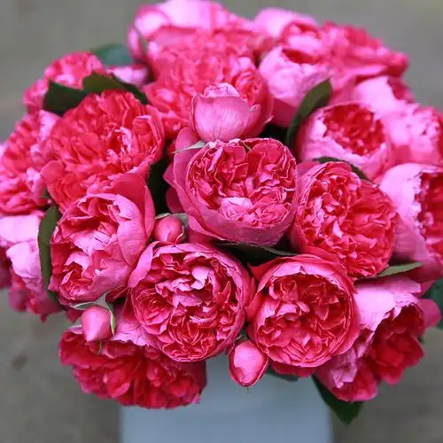 月季天狼蔻丹自育玫瑰多季开张直立立型灌木月季