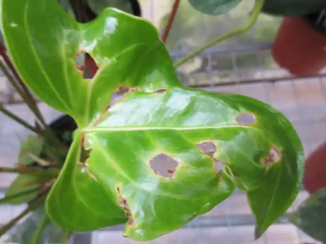 请问,这是红掌什么虫害?