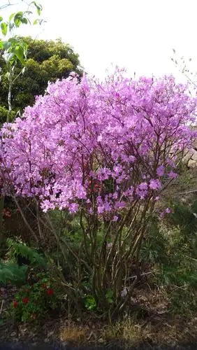 一棵紫红色杜鹃花树