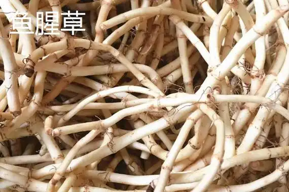 鱼腥草和茅根的区别