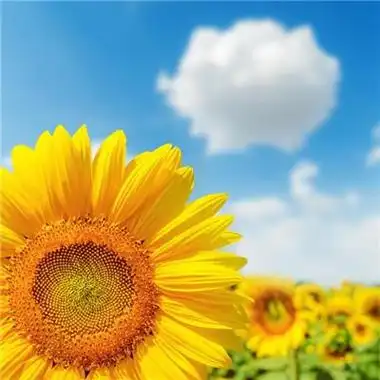 2023年最好运气头像 2023年最吉祥好运的微信头像图片_微信头像_头像