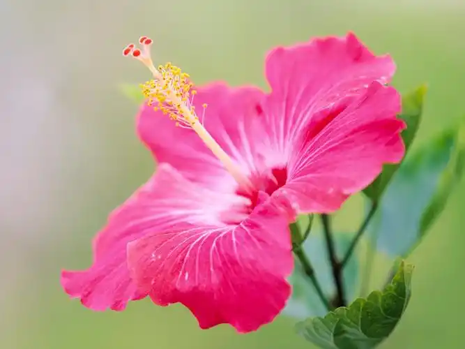 美丽鲜花壁纸大全